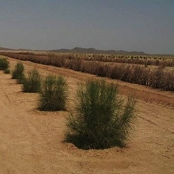 مساحت پدیده‌های بیابانی**۲۹,۱۴۸,۳۹۱ **هکتار