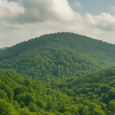 مساحت اراضی جنگلی و بیشه زار**۱۷,۷۰۳,۹۳۴**هکتار