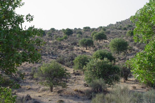 عکس‌های جنگل