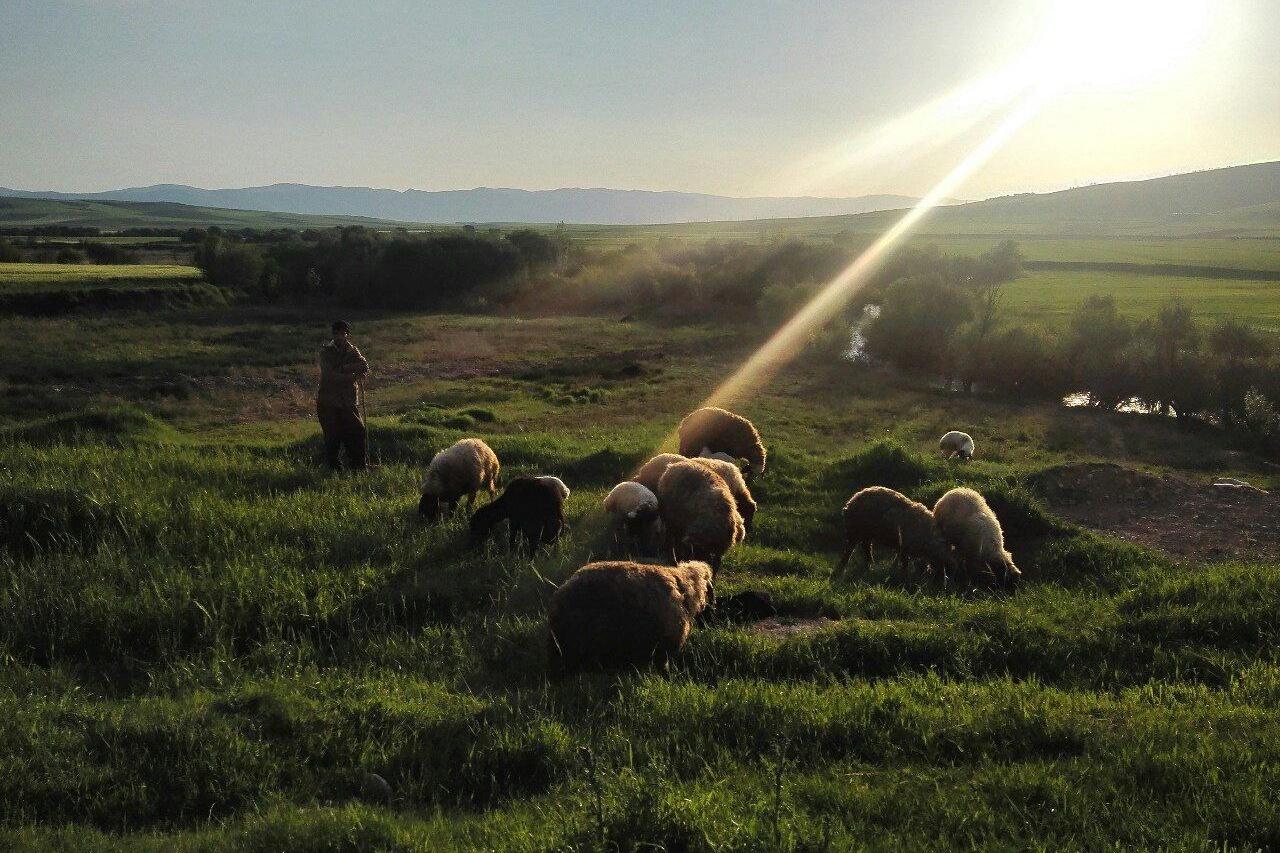 عکس‌های مرتع