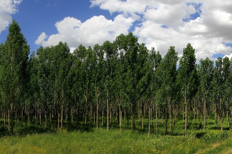 زراعت چوب (درخت بکاریم، چوب برداشت کنیم)