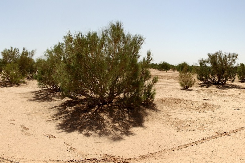 جنگل دست کاشت بیابانی؛ راهبرد سبز مهار بیابان‌زایی