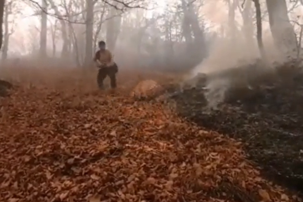 نبرد قهرمانانه با شعله‌های آتش در قلب جنگل‌های الیت