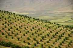 عکس‌های جنگل