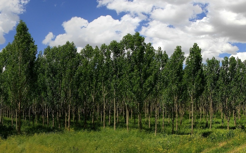 زراعت چوب (درخت بکاریم، چوب برداشت کنیم)