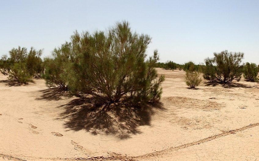 جنگل دست کاشت بیابانی؛ راهبرد سبز مهار بیابان‌زایی