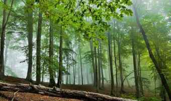 در اکثر جنگل‌های مازندران دوربین نظارتی داریم