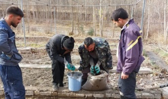 کاشت 200 هزار بذر ارس در قلب جنگل‌های کلات