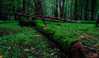 استقرار 3 دستگاه دوربین دیدبلند در جنگل های گیلان