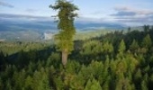 Landmark Deal to Preserve Precious Sequoia Grove