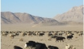 آغاز فصل چرای دام در مراتع قشلاقی شهرستان اصفهان