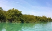 جنگل مانگرو در چابهار؛ هدیه تماشایی منابع طبیعی به گردشگران