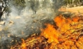 150 نقطه بحرانی حریق در جنگلهای لرستان شناسایی شد