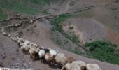 گزارش تصویری/رونق تولید در مراتع ییلاقی