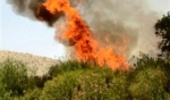 هرمزگان/آتش سوزی های جنگل و مراتع در کمترین زمان ممکن مهار شده است