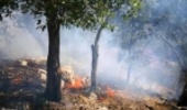مهار 25 مورد آتش سوزی در بوستان‌های جنگلی تهران