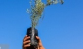 نهضت درختکاری با کاشت 10 هزار نهال در استان بوشهر انجام شد