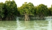 Mangrove Forests on the Road of Development