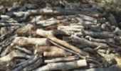 36 تن چوب قاچاق در خراسان شمالی كشف شد