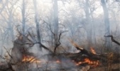 ۴۱ هکتار از جنگلهای استان دچار حریق شد