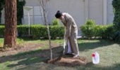 The Supreme Leader Planted Two Saplings on the Occasion of Arbor Day