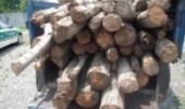 یک و نیم تن چوب قاچاق در جنوب غرب پایتخت کشف شد