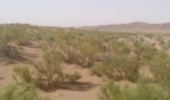 ۳۶۰۰ هکتار بیابانزدایی در بردسکن با مشارکت مردم