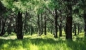 2300 هکتار از پارک های جنگلی شمال تهران به شهرداری ها احاله مدیریت می شود
