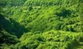 The Forests of Northern Iran save 3.6 Billion Cubic Meters of Water Annually