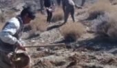 احیاء 50 هکتار از مراتع سیدو شهرستان نی ریز با کاشت گونه های بومی