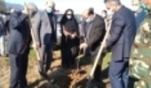 نهالکاری در راستای توسعه زراعت چوب در شهرستان چالوس
