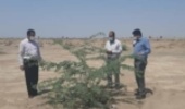 جنوب کرمان/لزوم مراقبت روزانه از پروژه های بیولوژیک برای مقابله با بیابانزایی و مهار ریزگردها