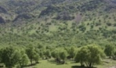 Forty Percent of the Country's Water is Stored in the Zagros Forests