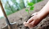 FRWO Launches Green National Initiative in Iran