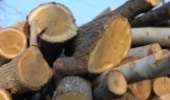 کاهش ۷۰ درصدی ورود چوب قاچاق به استان اصفهان