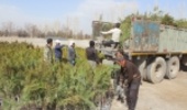 توزیع یک میلیون اصله نهال در استان مرکزی هدفگذاری شد