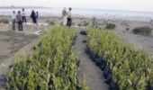 کشت نهال حرا در سواحل هرمزگان