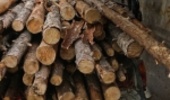 کشف ۶۸ متر مکعب چوب غیر مجاز در استان مرکزی