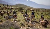 تبعات زیست‌محیطی کوچ بی‌موقع دام در مراتع 