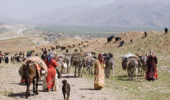 جلوگیری از ورود دام عشایر به مراتع اصفهان تا ۲۰ اردیبهشت‌ماه