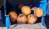 قاچاقچی حرفه ای چوب در نوشهر دستگیر شد