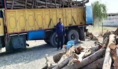 سمنان/ انهدام باند چوبهای قاچاق در شهرستان شاهرود