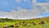 طرح احیای مراتع و تأمین علوفه در کشور اجرایی می‌شود