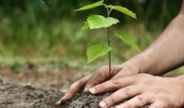 ضرورت مشارکت مردمی و حمایتهای مالی و فنی کاشت یک میلیارد درخت