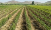 پیش بینی تولید یک میلیون نهال در نهالستانهای خراسان جنوبی