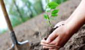 کاشت یک میلیارد درخت و ضرورت مشارکت مردم