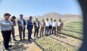 تقدیر نماینده مجلس از تولید نهال گونه بومی در جنوب کرمان