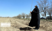 ۱۰ هزار اصله نهال در همدان غرس شد