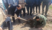اصفهان / 14 هزار اصله درخت در اردستان کاشته شد