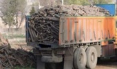 کشف محموله چوب تاغ قاچاق در استان سمنان